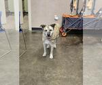 Small Mutt