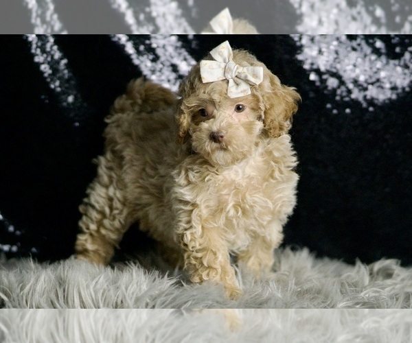 Medium Photo #4 Maltipoo Puppy For Sale in WARSAW, IN, USA