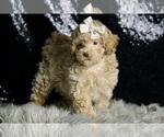 Small #3 Maltipoo