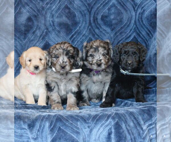 Medium Photo #2 Goldendoodle (Miniature) Puppy For Sale in NARVON, PA, USA