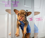 Puppy Puppy 4 French Bulldog