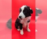 Small Photo #2 Border Collie Puppy For Sale in GOSHEN, IN, USA