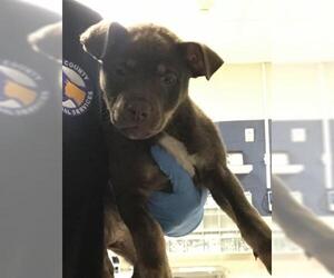 Mutt Dogs for adoption in Conroe, TX, USA