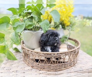 Medium Shih-Poo