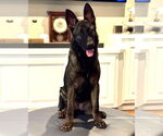 Small #2 German Shepherd Dog Mix