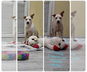 Labrador Retriever-Unknown Mix Dogs for adoption in Jacksonville, NC, USA