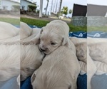 Small Photo #11 English Cream Golden Retriever Puppy For Sale in ELVERTA, CA, USA