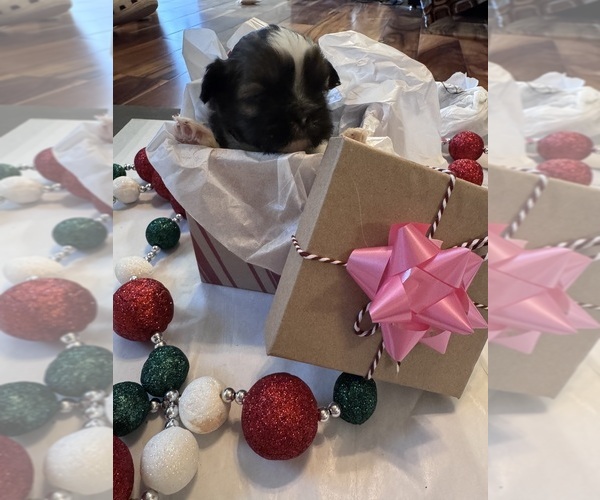 Medium Photo #21 Shih Tzu Puppy For Sale in CENTRALIA, IL, USA