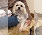 Small Photo #1 Shih Tzu-Shih-Poo Mix Puppy For Sale in SUNMAN, IN, USA