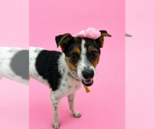 Medium Photo #1 Mutt Puppy For Sale in Sandy, UT, USA