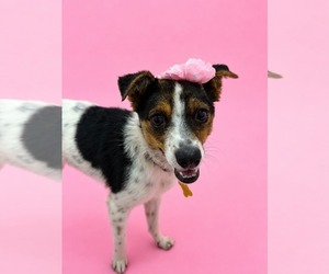 Mutt Dogs for adoption in Sandy, UT, USA