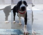 Small Labrador Retriever Mix