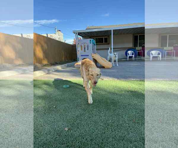 Medium Photo #2 Retriever -Unknown Mix Puppy For Sale in Sandy, UT, USA