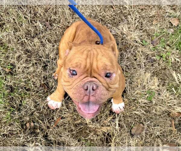 Medium Photo #3 Bulldog Puppy For Sale in New York, NY, USA