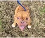 Small #2 Bulldog
