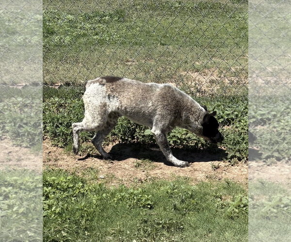Medium Photo #4 Mutt Puppy For Sale in Amarillo, TX, USA