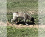 Small #3 Mutt