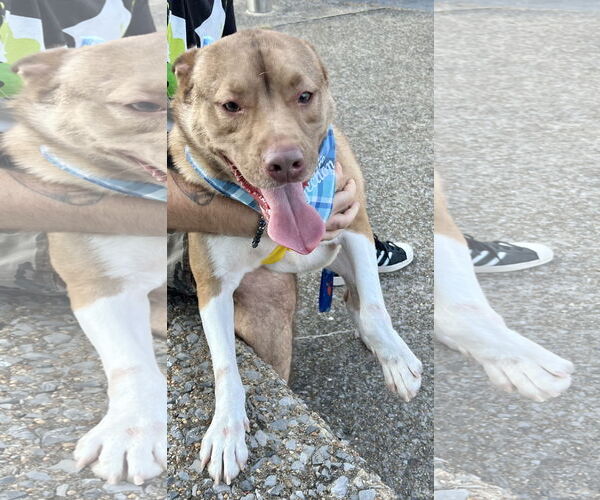 Medium Photo #8 American Pit Bull Terrier-Siberian Husky Mix Puppy For Sale in Munford, TN, USA