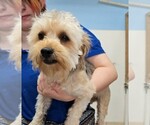 Small Poodle (Miniature) Mix