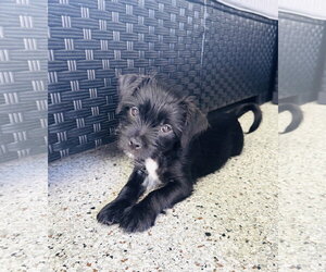 ShiChi Dogs for adoption in Valrico, FL, USA