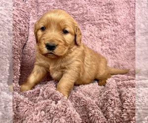 Golden Retriever Puppy for sale in DELTA, CO, USA
