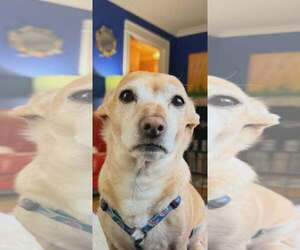 Pogo (Milo) *I am a sweet, mellow, easy guy!* - Male Chihuahua-Unknown Mix Dog for Adoption - Photo #9