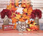 Small #1 Chihuahua