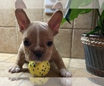 Small #11 French Bulldog