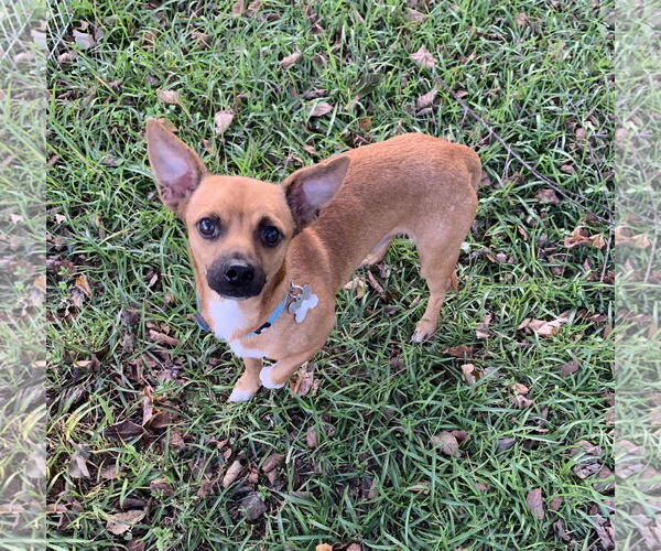 Medium Photo #7 Chihuahua-Unknown Mix Puppy For Sale in Holly Springs, NC, USA