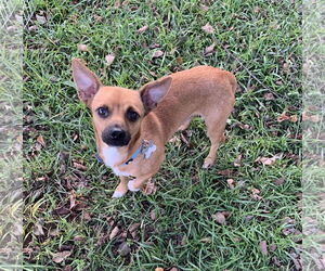 Butler - Male Chihuahua-Unknown Mix Dog for Adoption - Photo #7