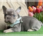 Small Photo #2 French Bulldog Puppy For Sale in CLINTON, NJ, USA