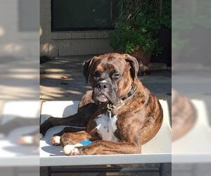 Boxer Dogs for adoption in Austin, TX, USA