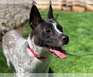 Spotty - Male Mutt Dog for Adoption - Photo #19