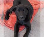 Small Photo #7 Labrador Retriever-Unknown Mix Puppy For Sale in San Diego, CA, USA