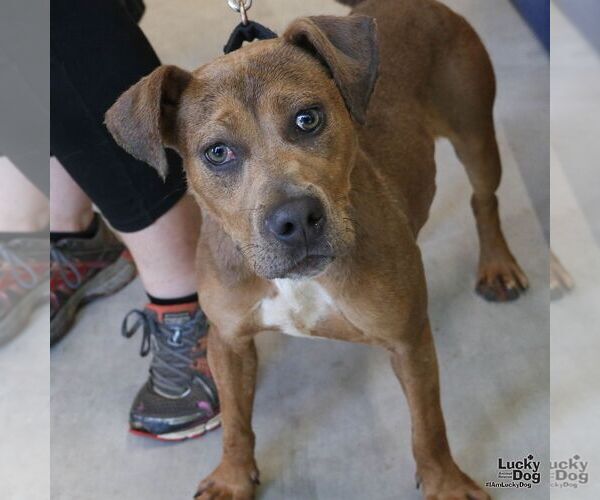 Medium Photo #1 Mutt Puppy For Sale in Washington, DC, USA