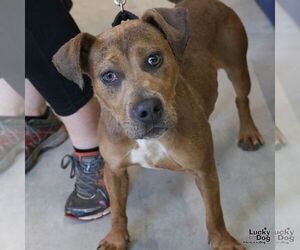 Mutt Dogs for adoption in Washington, DC, USA