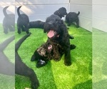 Small #21 Labradoodle