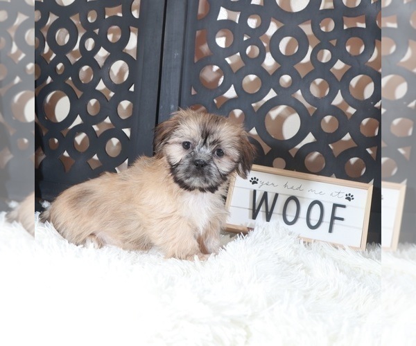 Medium Photo #2 Shih Tzu Puppy For Sale in MOUNT VERNON, OH, USA