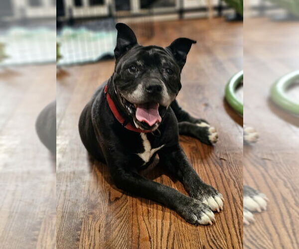 Medium Photo #8 American Staffordshire Terrier-Unknown Mix Puppy For Sale in Raleigh, NC, USA
