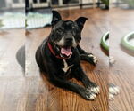 Small #7 American Staffordshire Terrier Mix