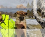 Small Photo #7 German Shepherd Dog Puppy For Sale in BRAINERD, MN, USA