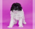 Small Photo #3 Poodle (Toy)-Shorkie Tzu Mix Puppy For Sale in WARSAW, IN, USA