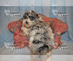 Small Photo #19 Aussiedoodle-Poodle (Toy) Mix Puppy For Sale in SANGER, TX, USA