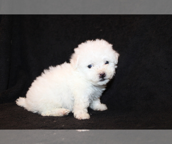 Medium Photo #11 Bichon Frise Puppy For Sale in BLOOMINGTON, IN, USA