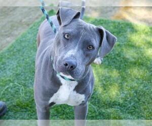 American Pit Bull Terrier Dogs for adoption in Tallahassee, FL, USA