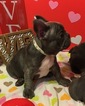 Small Photo #17 French Bulldog Puppy For Sale in OCEANSIDE, CA, USA