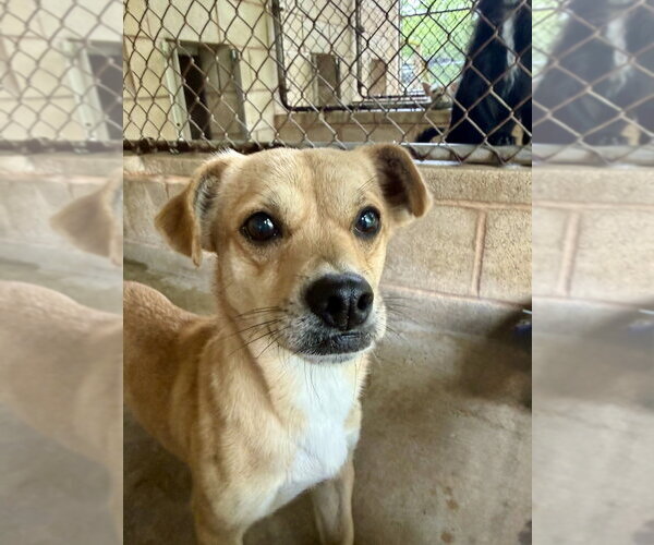 Medium Photo #3 Mutt Puppy For Sale in San Leon, TX, USA