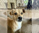 Small #2 Mutt