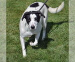 Small #3 Border Collie-Great Pyrenees Mix