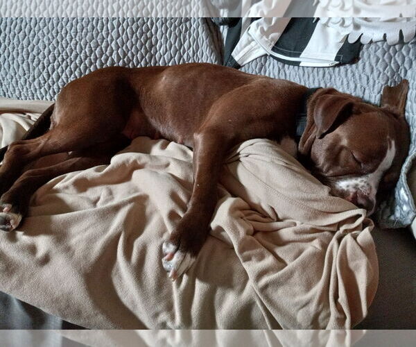 Medium Photo #19 Mutt Puppy For Sale in Philadelphia, PA, USA